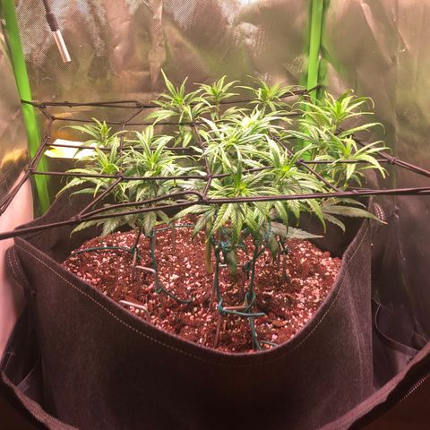 Shining Silver Haze growlog timeline photo