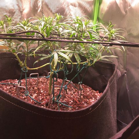 Shining Silver Haze growlog timeline photo