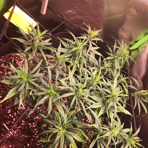 Shining Silver Haze growlog timeline photo
