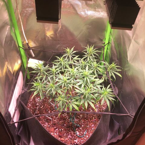 Shining Silver Haze growlog timeline photo