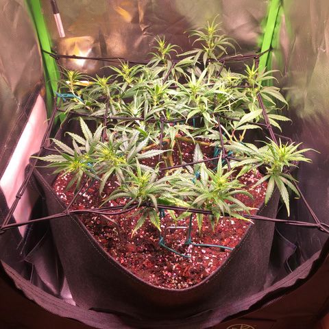 Shining Silver Haze growlog timeline photo