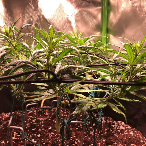 Shining Silver Haze growlog timeline photo
