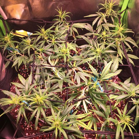 Shining Silver Haze growlog timeline photo