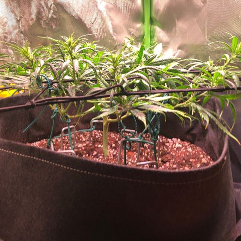 Shining Silver Haze growlog timeline photo