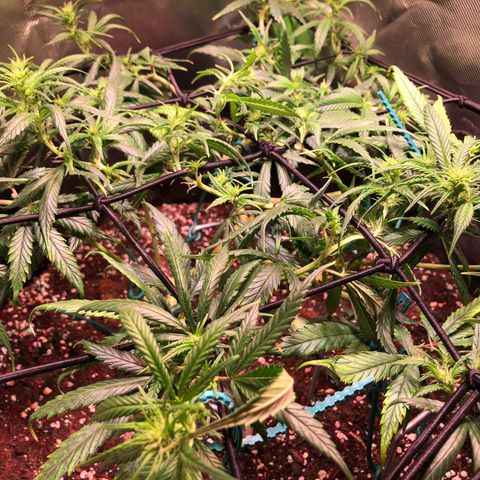 Shining Silver Haze growlog photo: nach trim