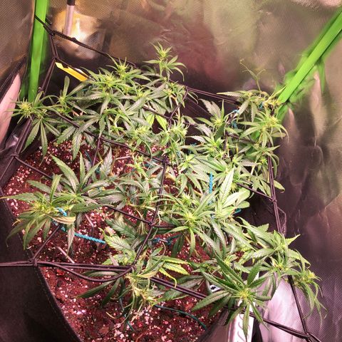 Shining Silver Haze growlog photo: nach trim