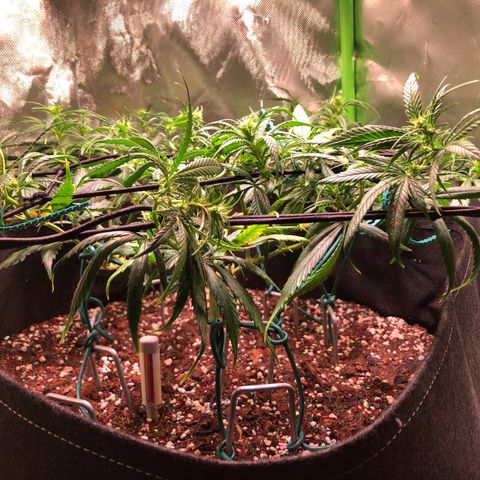 Shining Silver Haze growlog photo: nach trim