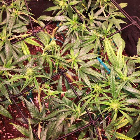 Shining Silver Haze growlog photo: nach trim