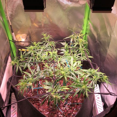 Shining Silver Haze growlog photo: nach trim