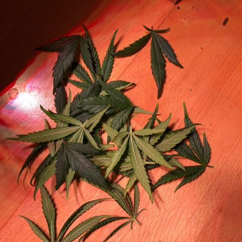 Shining Silver Haze growlog timeline photo