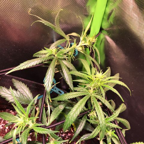 Shining Silver Haze growlog timeline photo