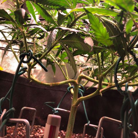 Shining Silver Haze growlog timeline photo