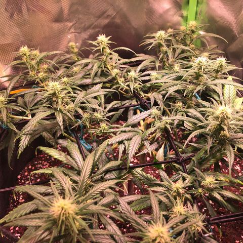 Shining Silver Haze growlog timeline photo