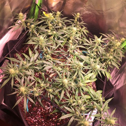 Shining Silver Haze growlog timeline photo