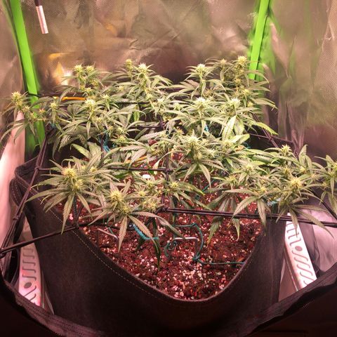 Shining Silver Haze growlog timeline photo