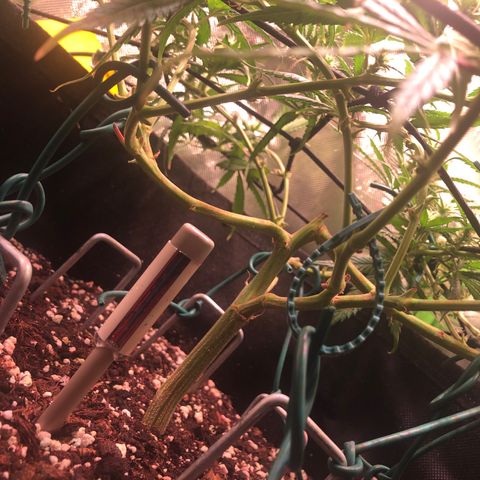 Shining Silver Haze growlog timeline photo