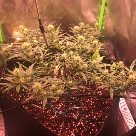 Shining Silver Haze growlog timeline photo