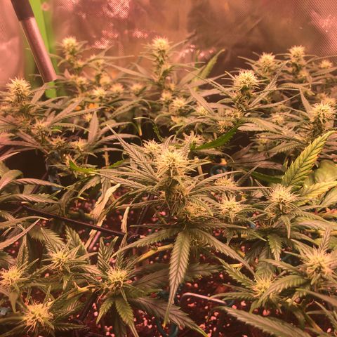 Shining Silver Haze growlog timeline photo