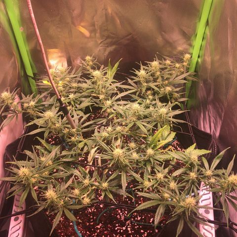 Shining Silver Haze growlog timeline photo