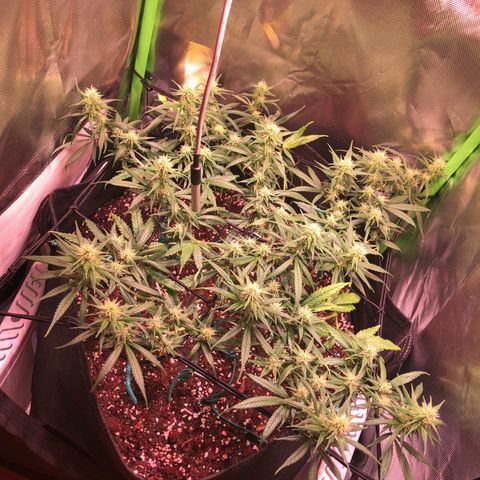 Shining Silver Haze growlog timeline photo