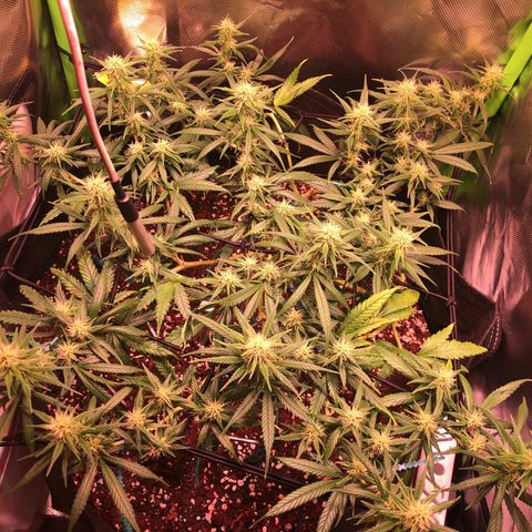 Shining Silver Haze growlog timeline photo
