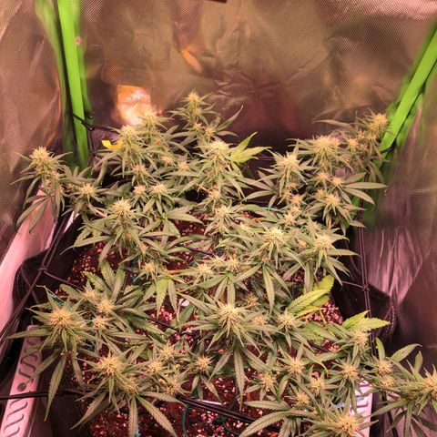 Shining Silver Haze growlog timeline photo