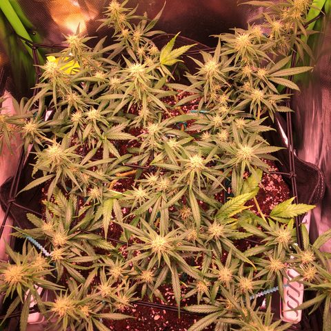 Shining Silver Haze growlog timeline photo