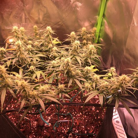 Shining Silver Haze growlog timeline photo