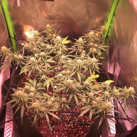 Shining Silver Haze growlog timeline photo