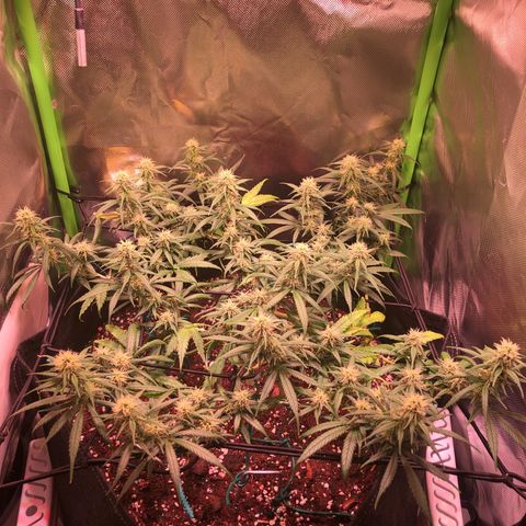 Shining Silver Haze growlog timeline photo