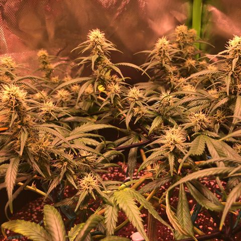 Shining Silver Haze growlog timeline photo