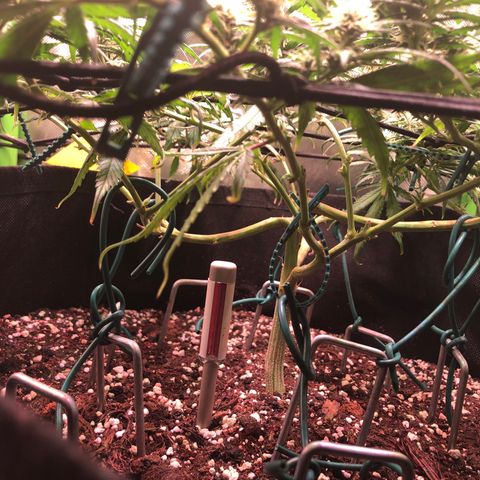 Shining Silver Haze growlog timeline photo