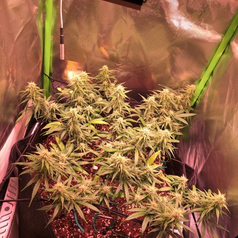 Shining Silver Haze growlog timeline photo