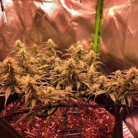 Shining Silver Haze growlog timeline photo