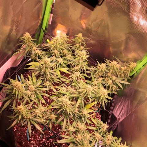 Shining Silver Haze growlog timeline photo