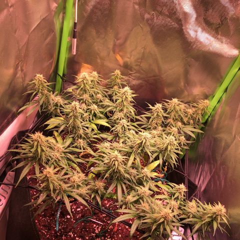 Shining Silver Haze growlog timeline photo