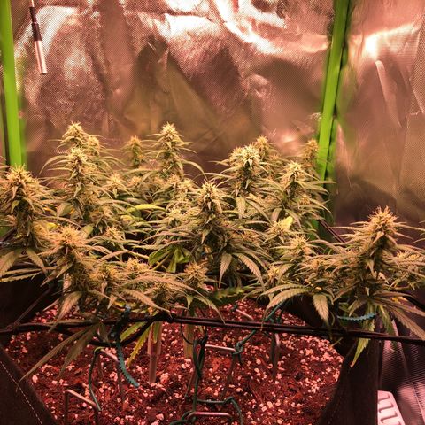 Shining Silver Haze growlog timeline photo