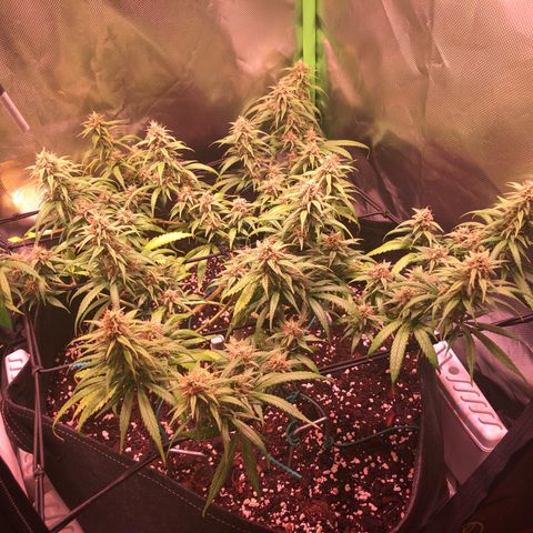 Shining Silver Haze growlog timeline photo