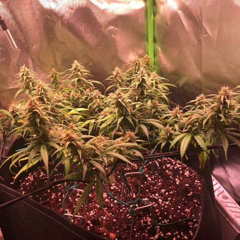 Shining Silver Haze growlog timeline photo