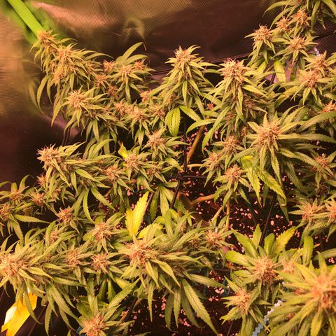 Shining Silver Haze growlog timeline photo