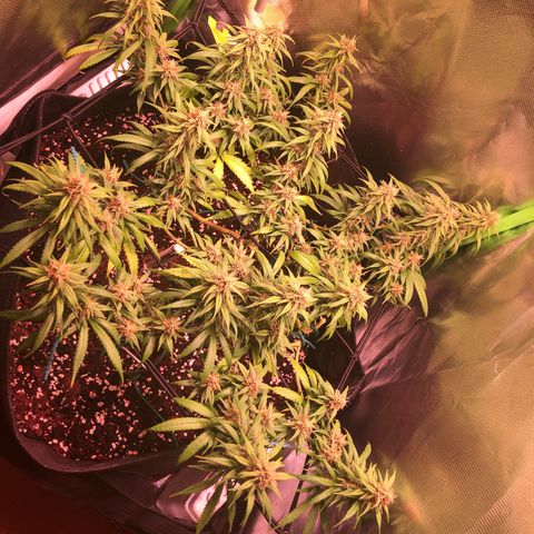 Shining Silver Haze growlog timeline photo