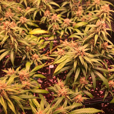 Shining Silver Haze growlog timeline photo