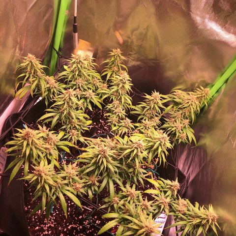 Shining Silver Haze growlog timeline photo