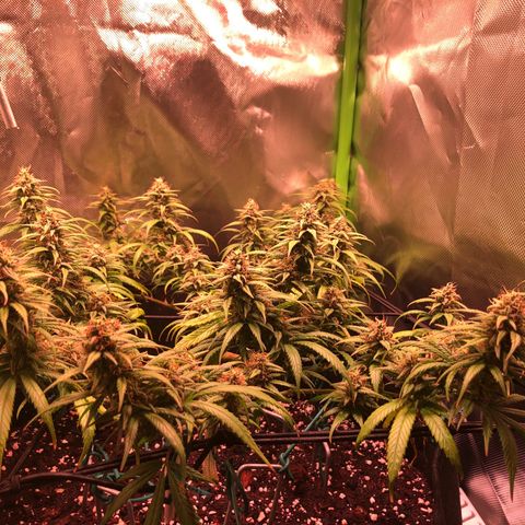 Shining Silver Haze growlog timeline photo