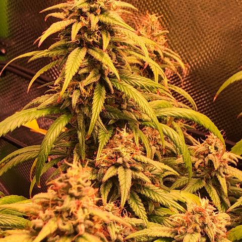 Shining Silver Haze growlog timeline photo