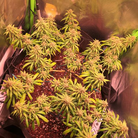 Shining Silver Haze growlog timeline photo