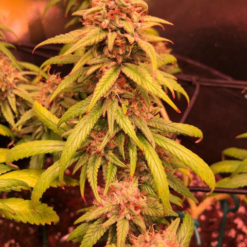 Shining Silver Haze growlog timeline photo