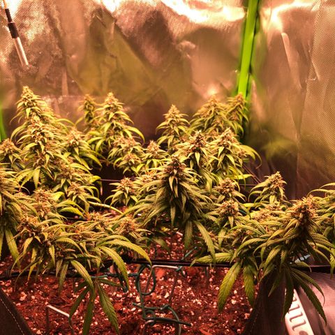 Shining Silver Haze growlog timeline photo