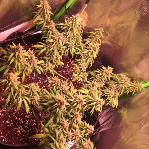 Shining Silver Haze growlog timeline photo