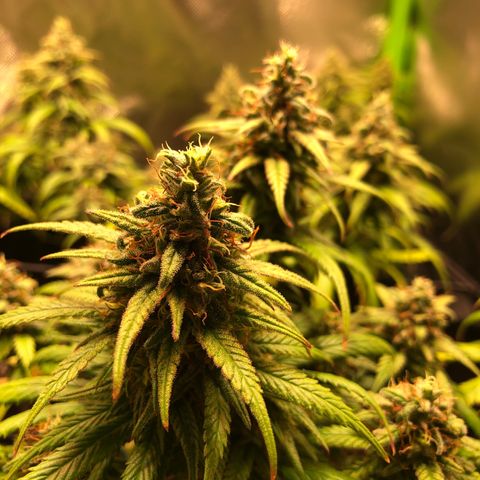 Shining Silver Haze growlog timeline photo